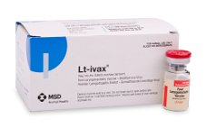 LT- IVAX!